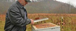 Beekeepers in Ky. and W.Va. want more hives on surface mined land